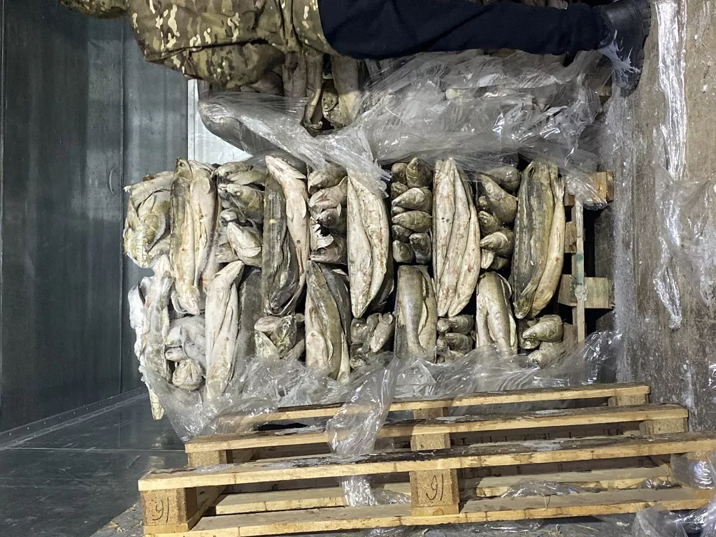 Фотография продукта Продаю судака свежемороженого