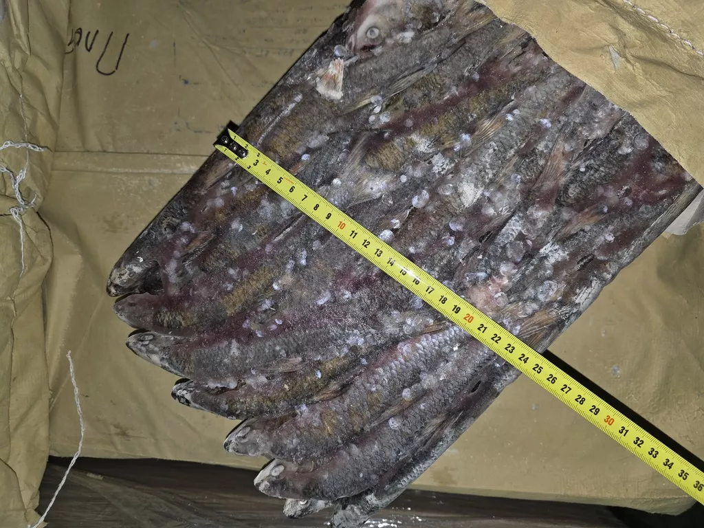 фотография продукта Плотва мелкая 14см-18см с/м из янао