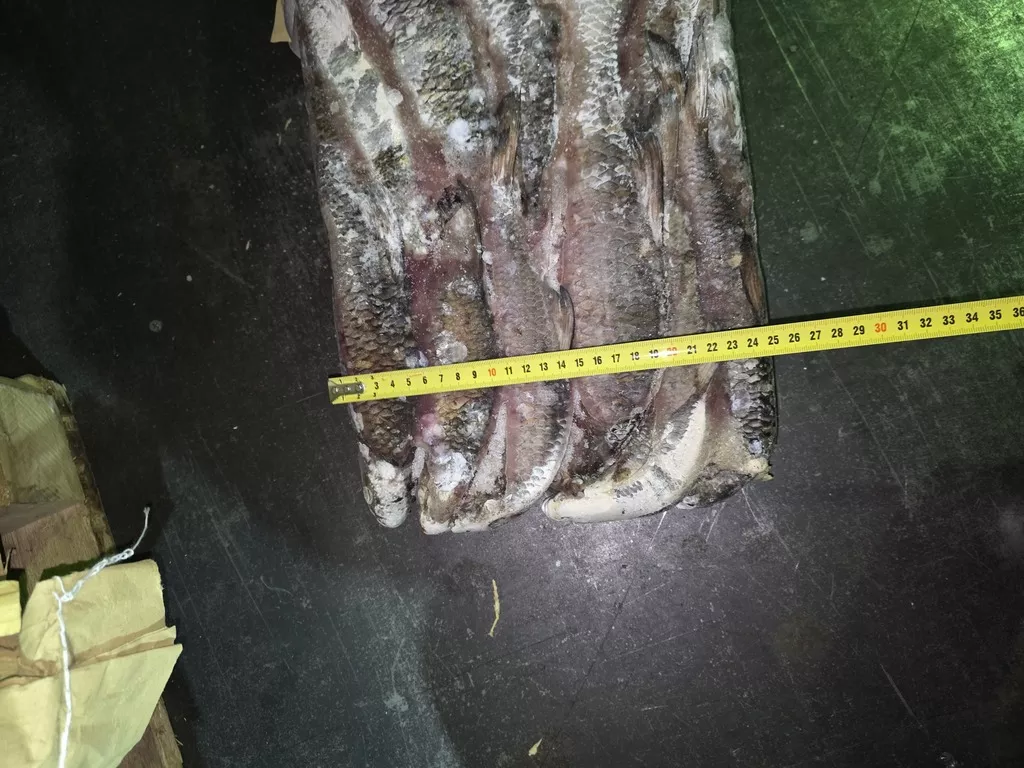 фотография продукта Плотва крупная 18см-25см из янао