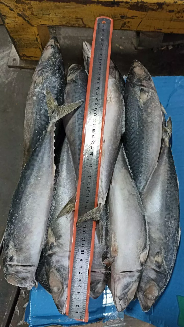 фотография продукта Скумбрия нр 500 перу