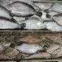 рыбопродукция опт  в Находке 7