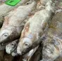 рыбец свежемороженый в Москве и Московской области 3