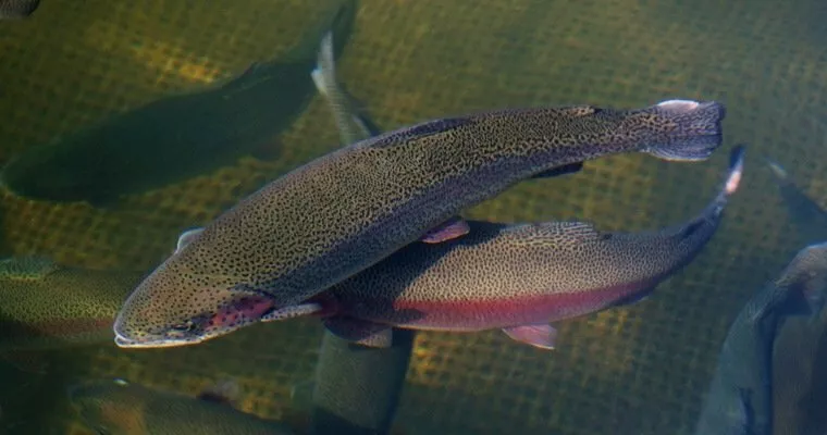 фотография продукта Живая рыба 