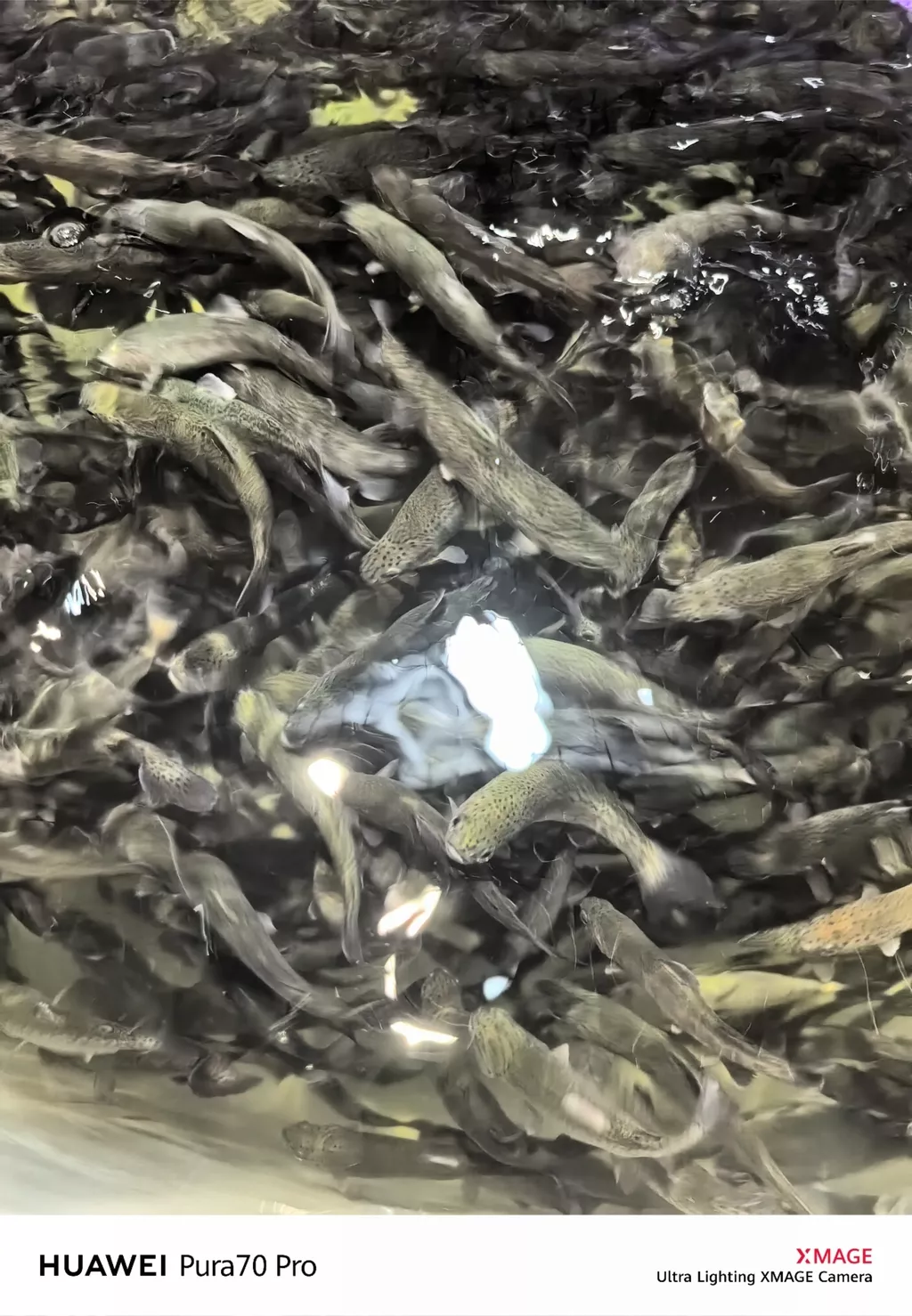 Фотография продукта Форель живая (рпм)