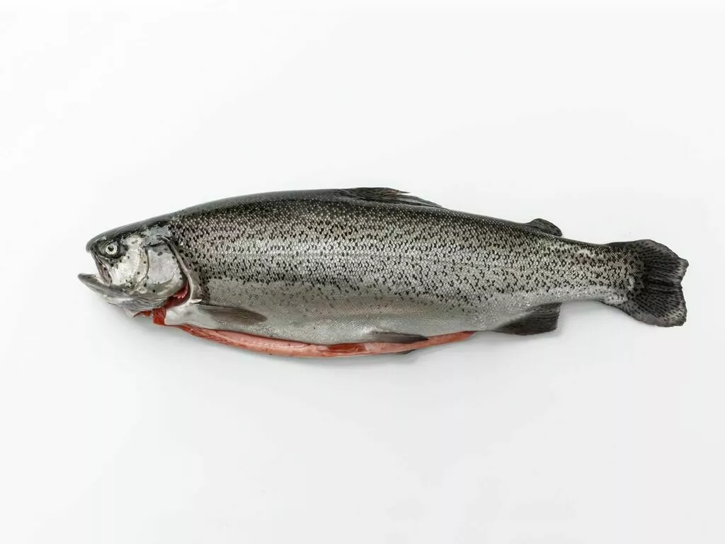 Фотография продукта Форель псг 1,5 кг