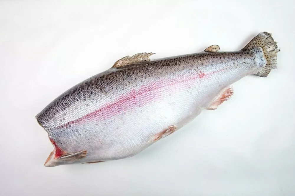 фотография продукта Форель пбг 1,8-2,7 кг