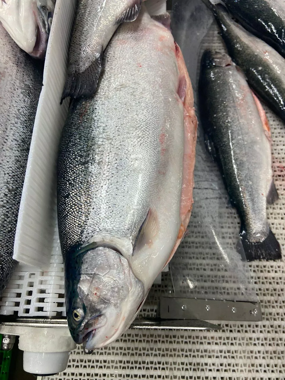 Фотография продукта Охлаждённая форель 