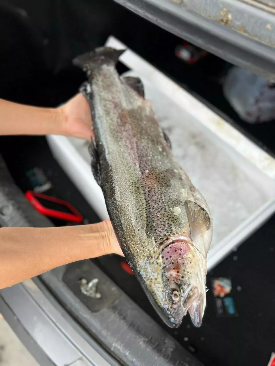 Фотография продукта Форель псг охлажденная из осетии с дост.