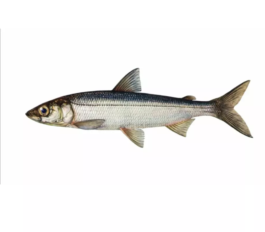 Фотография продукта Ряпушка 18  с/м