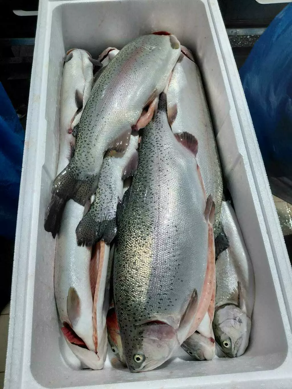 Фотография продукта Форель из ирана 750 руб.