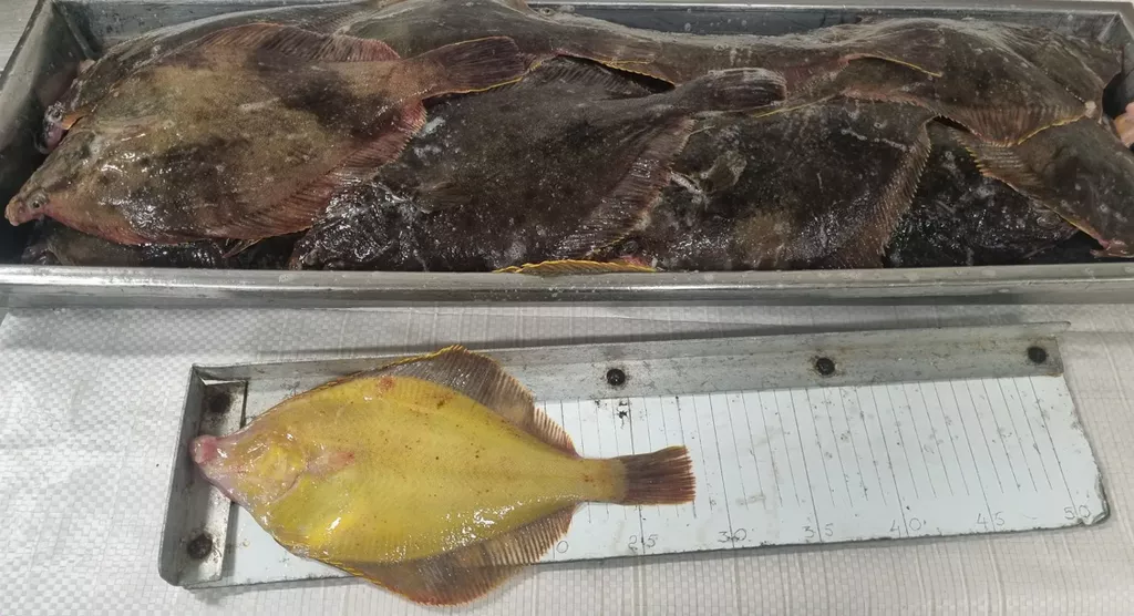 Фотография продукта Камбала нр ж/б