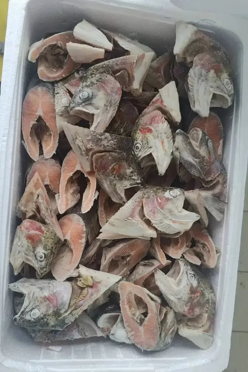 Фотография продукта Головы форели