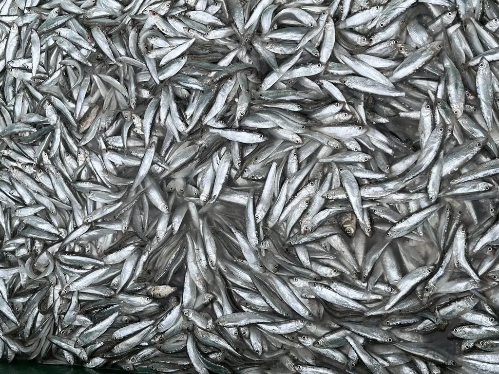 фотография продукта Килька от производителя, сельдь, сазан