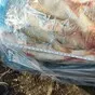 окунь речной в Новосибирске и Новосибирской области