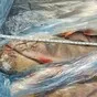окунь речной в Новосибирске и Новосибирской области 2