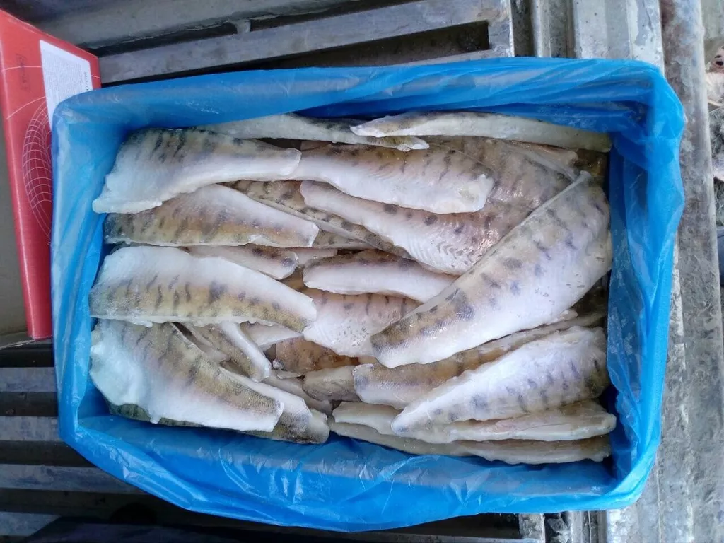 фотография продукта Судак филе  на коже 300 ГОСТ