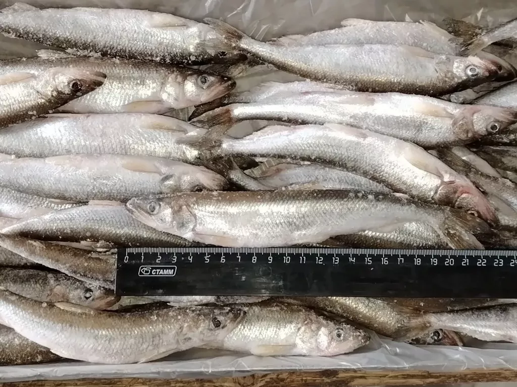 фотография продукта Корюшка азиатка и малоротка