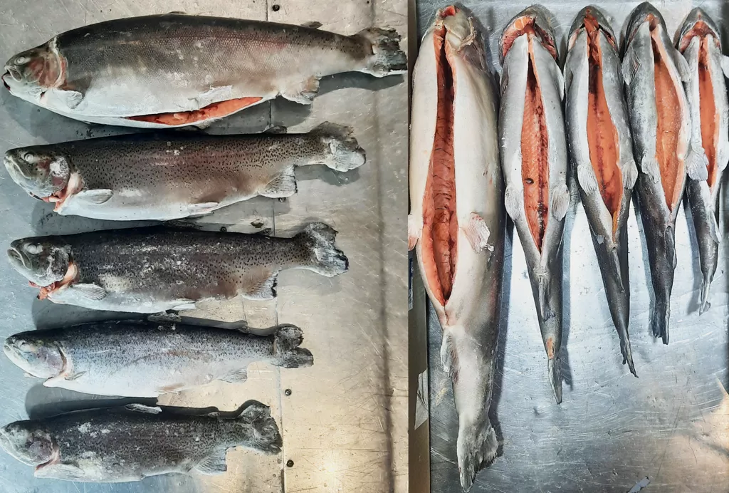 фотография продукта Форель с/м псг 1,8-2,7 кг глазированная