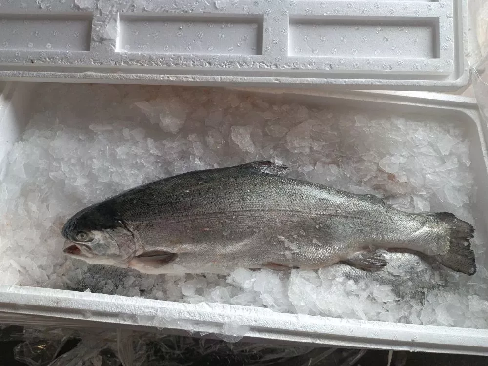 фотография продукта Форель охлаждённая 2/3