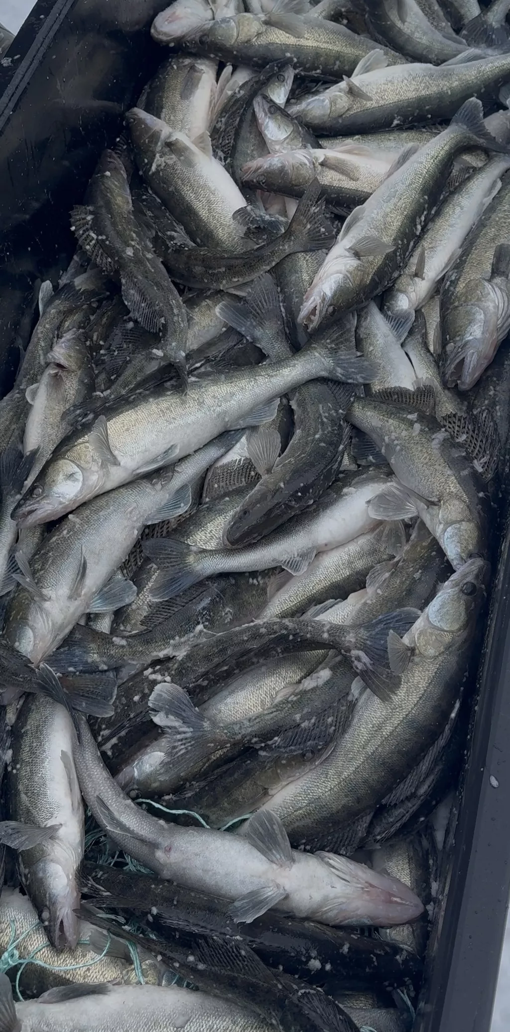 фотография продукта Судак свежеморо