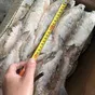 вобла свежемороженая. в Самаре и Самарской области 2
