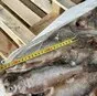 вобла свежемороженая. в Самаре и Самарской области 3