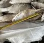 вобла свежемороженая. в Самаре и Самарской области