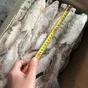 вобла свежемороженая. в Самаре и Самарской области