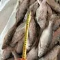 вобла свежемороженая. в Самаре и Самарской области 2