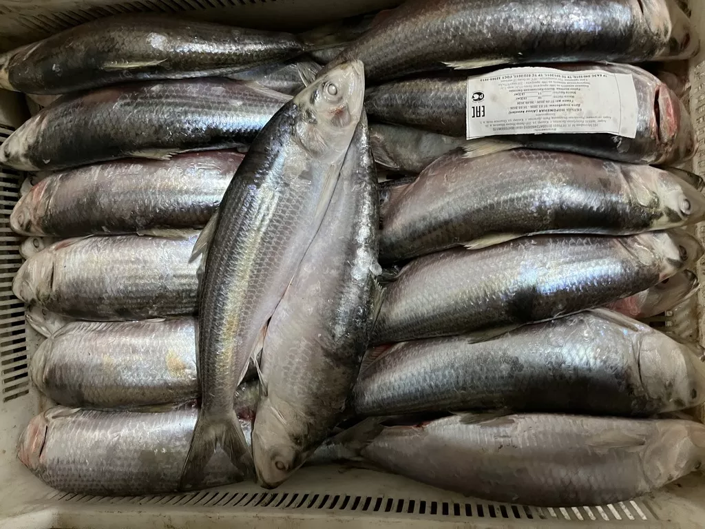 Фотография продукта Сельдь каспийская 500 от произ