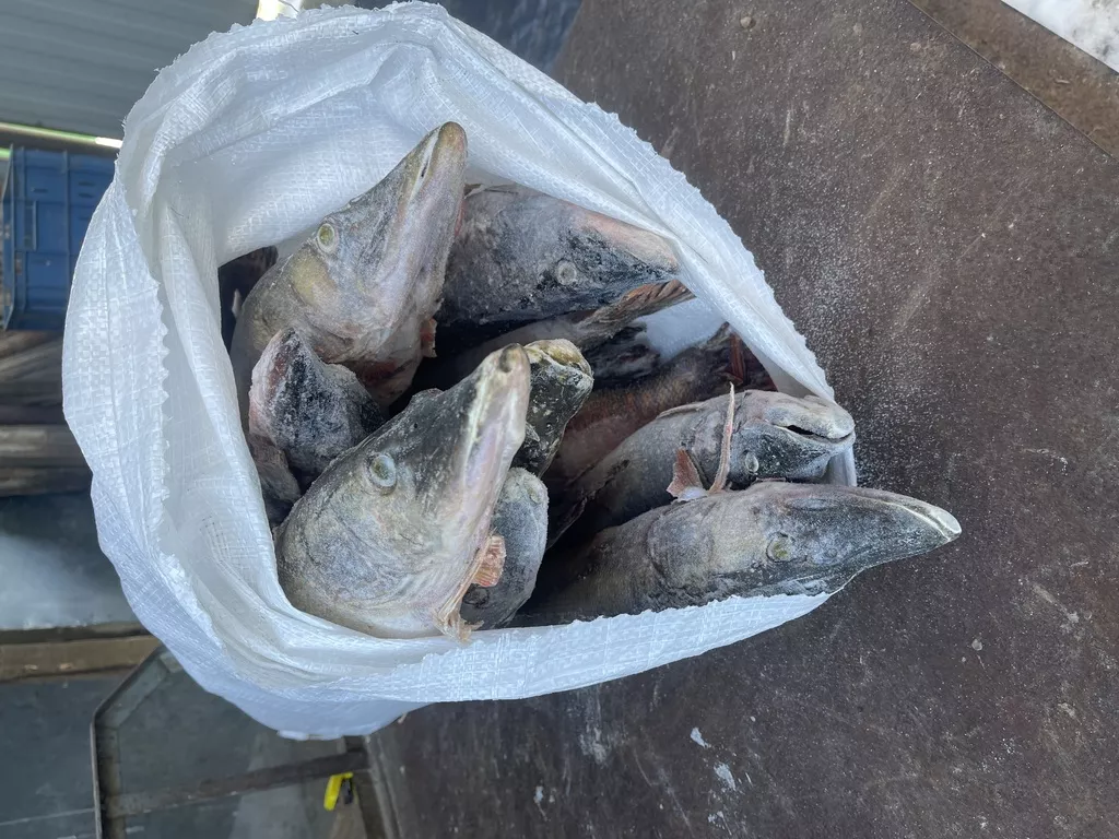 Фотография продукта Щука крупная 1-3кг хмао, 130р 