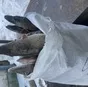 щука крупная 1-3кг хмао, 130р  в Ханты-Мансийске и Ханты-Мансийском автономном округе Югра 2