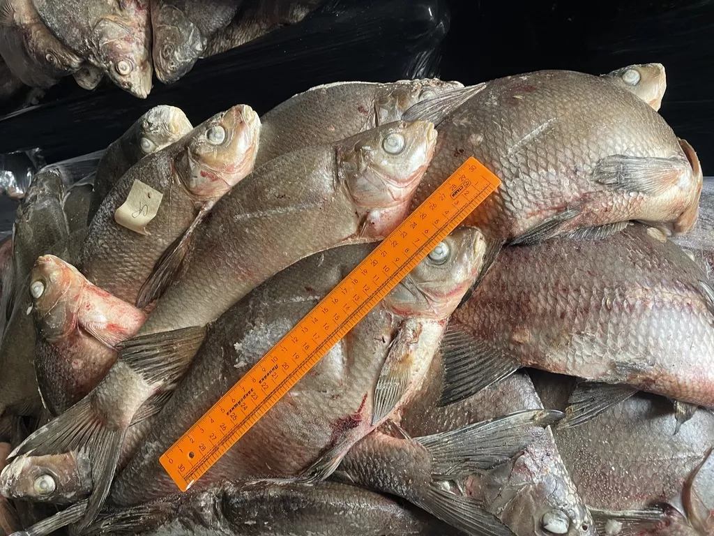 Фотография продукта Лещ см икряной