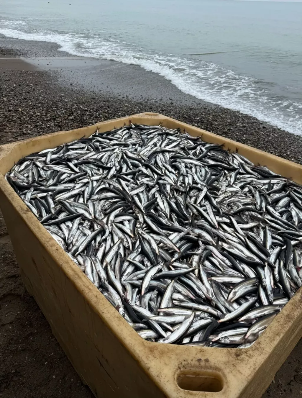 фотография продукта Мойва сахалин