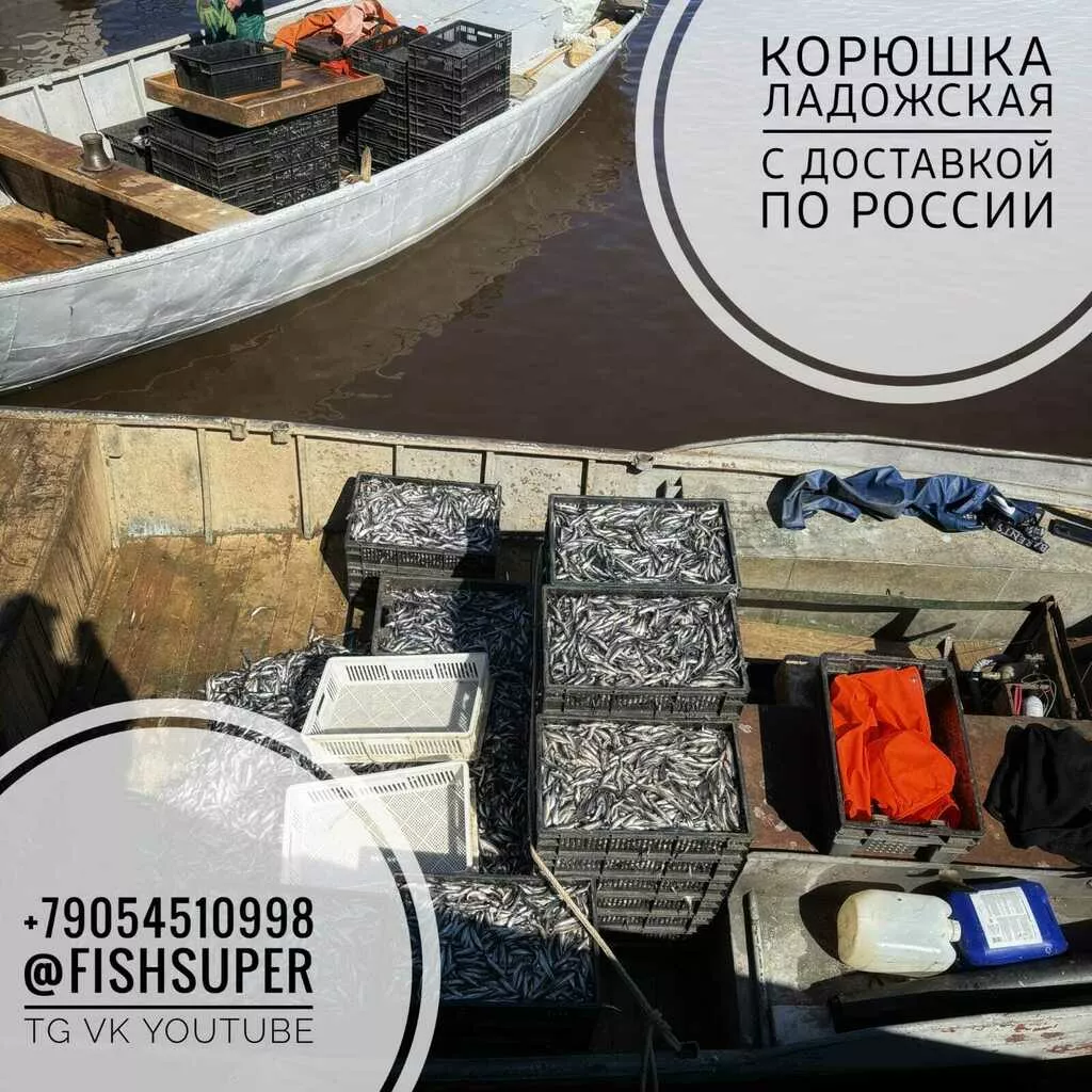 Фотография продукта Корюшка ладожская размер от 7 до12 см 