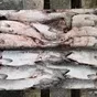 рыба и морепродукты с владивостока  в Владивостоке и Приморском крае 2