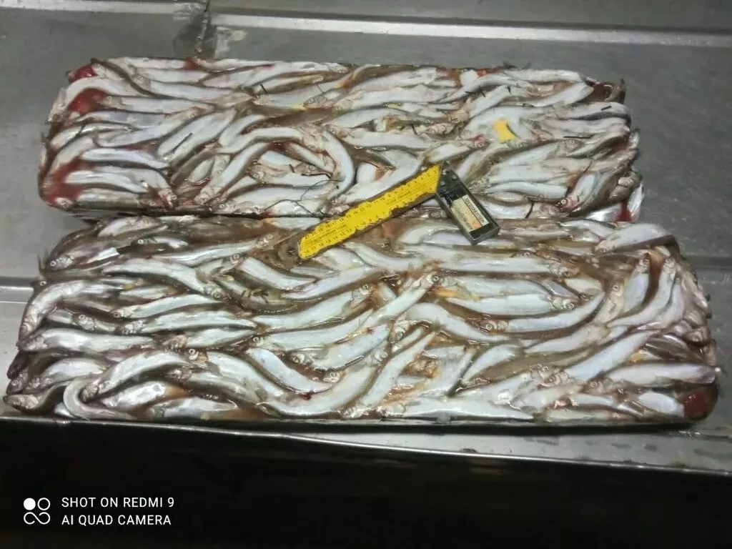 фотография продукта Мойва нр