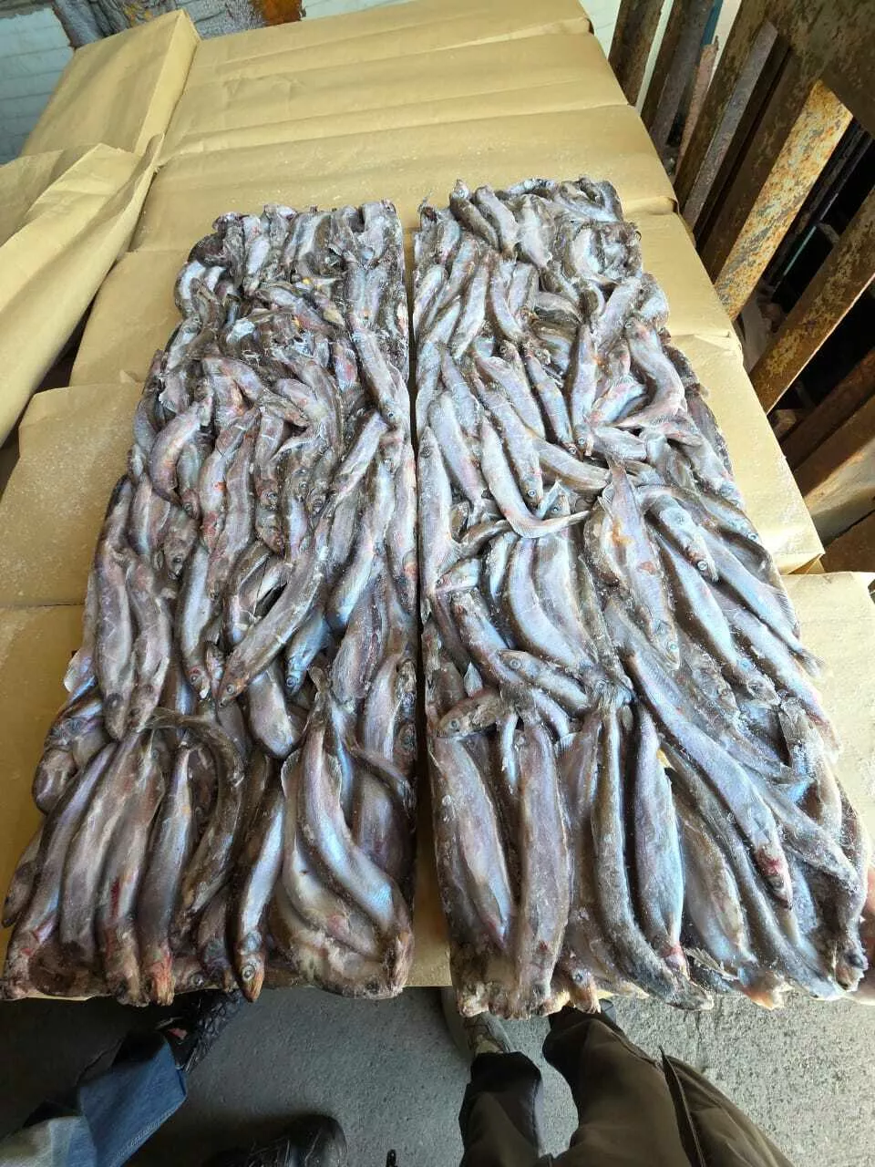 фотография продукта Предлагаем мойву сахалинскую