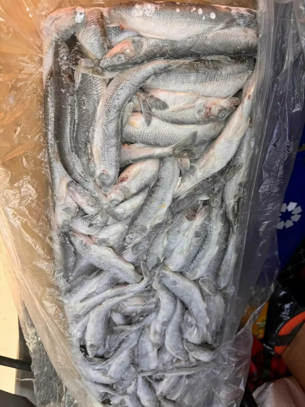 фотография продукта Корюшка азиатская 17плюс