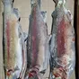 радужная форель псг для п/ф  в Красноярске и Красноярском крае