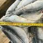 сельдь олюторская н р 400...  в Владивостоке и Приморском крае 5