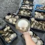 гребешок живой в Владивостоке и Приморском крае 4