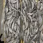 корюшка азиатская зубастая в Хабаровске и Хабаровском крае 5