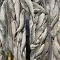 корюшка азиатская зубастая в Хабаровске и Хабаровском крае 4