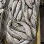 корюшка азиатская зубастая в Хабаровске и Хабаровском крае