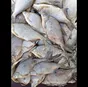 густера с/м в Волгограде и Волгоградской области