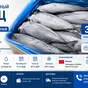 тунец макрелевый мороженый б/г б/х  в Санкт-Петербурге
