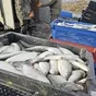 свежемороженая пелядь в брикетах в Челябинске и Челябинской области 3