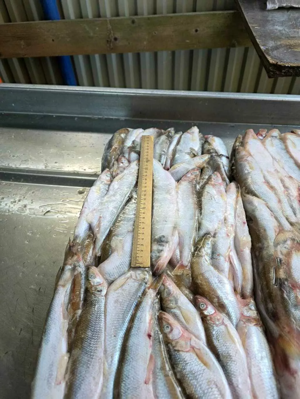 Фотография продукта Корюшка азиатская зубастая 20-23см