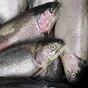 оптовая продажа форели в Краснодаре и Краснодарском крае 5